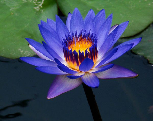 National Flower of Sri Lanka The Blue Lotus or Water Lilly